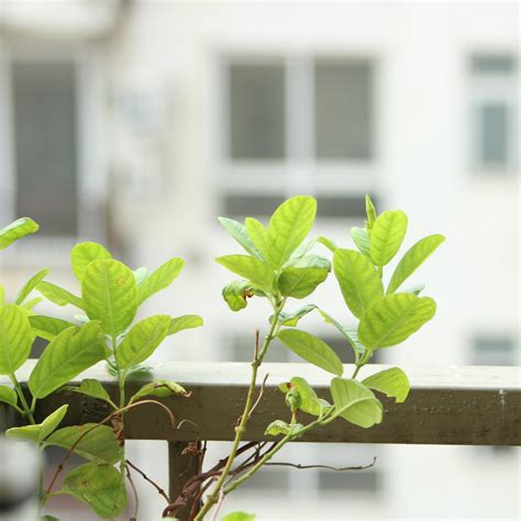 耐旱植物陽台|新手秘笈